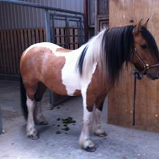 Irish Cob Crossbreed sunrise