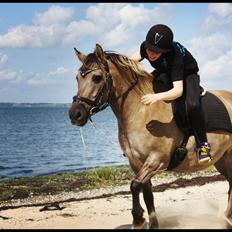 Anden særlig race Bailey