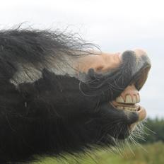 Irish Cob Dipsy