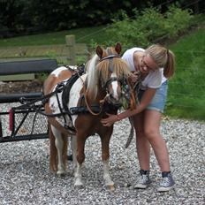 Shetlænder Sindholts Dixie