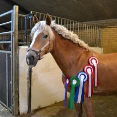 Haflinger Kaspertot's Qena