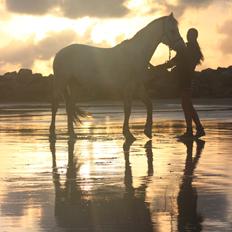 Anden særlig race Toby