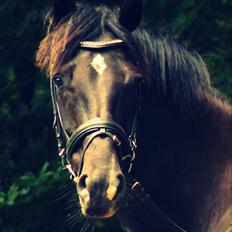 Dansk Varmblod Gørklintgårds Schufro Boy