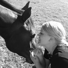 Dansk Varmblod Lady Portia