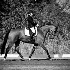 Hannoveraner Festina