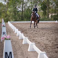 Hannoveraner Festina