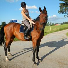 Anden særlig race Bruno Hartvig