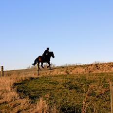 New Forest Beethoven