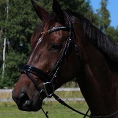 Dansk Varmblod KOKO R.I.P