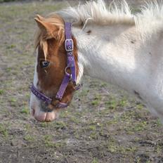 Shetlænder Bianca