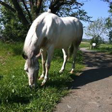 Anden særlig race Robin