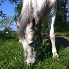 Anden særlig race Robin