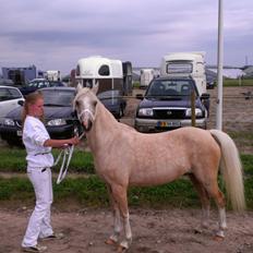 Welsh Partbred (Sec F) Amigo Tusindfryd "Fryd"