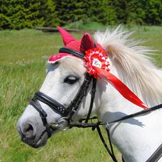 Anden særlig race Dollargirl´s Lucky *R.i.p*