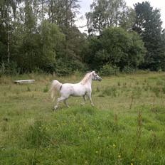 Anden særlig race Dollargirl´s Lucky *R.i.p*