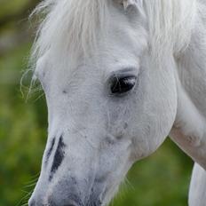 Welsh Pony (sec B) Fjordager Demsy