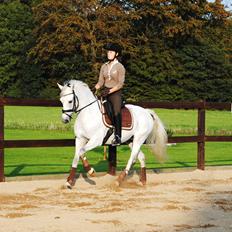 Anden særlig race Powergirl B-pony SOLGT