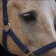 Hollandsk Sportspony Elsa (Eliza) - Lånepony