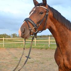 Dansk Varmblod Reloir