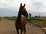 Dansk Varmblod Miss Ellie