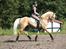Palomino Shulay Gold Rush