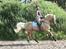 Palomino Shulay Gold Rush