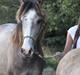 Lusitano Giselle