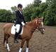 Hollandsk Sportspony nina PIGE<3<3