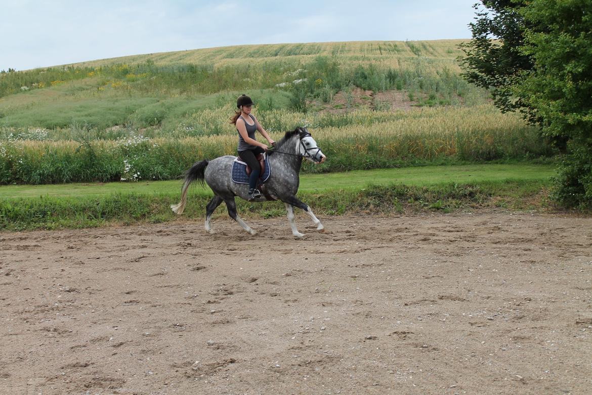 DSP Lundehuset's Helios - galop på den søde pony her :D billede 14