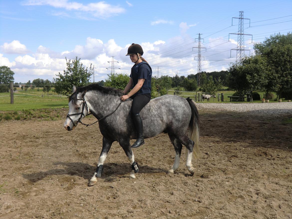 DSP Lundehuset's Helios - så skritter man lige uden sadlen, væsten har jeg kun på fordi jeg lige havde sprunget hhe  billede 15