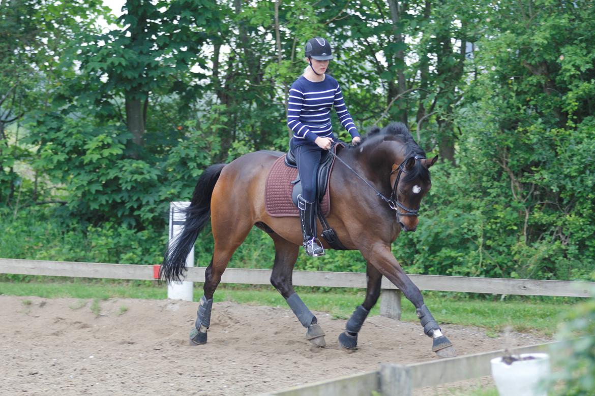 Dansk Varmblod Kristines Alakazam billede 10