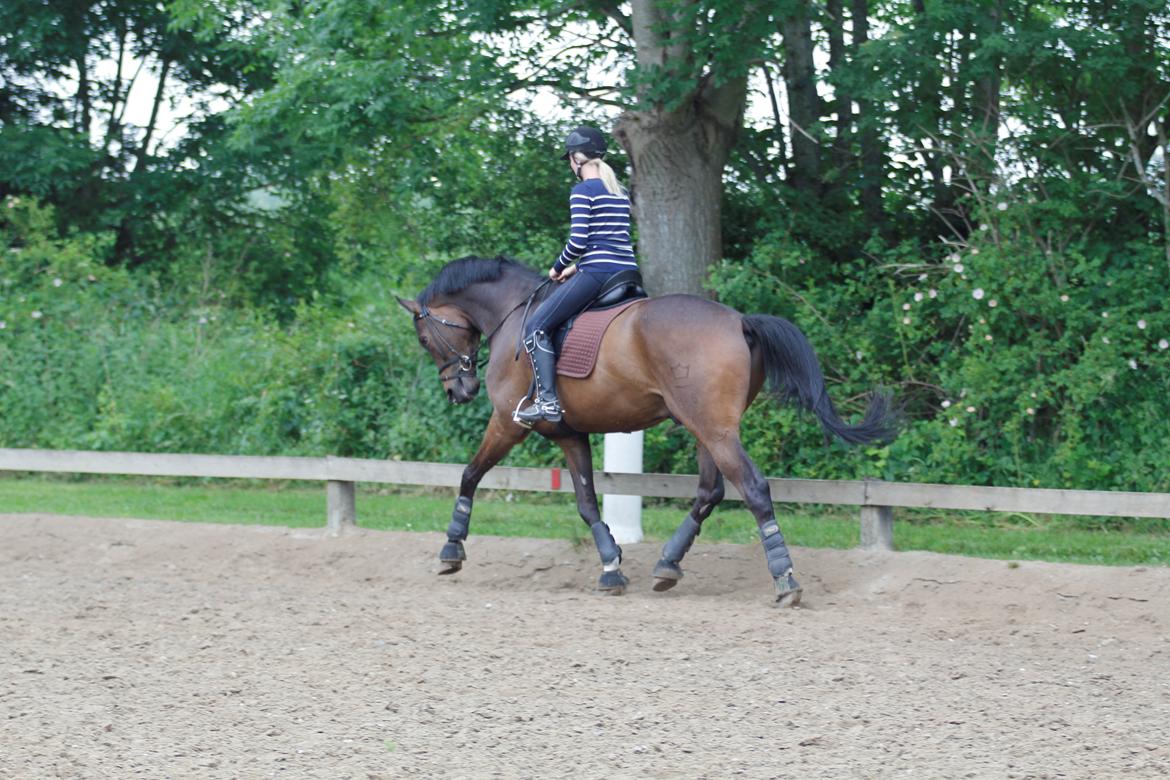 Dansk Varmblod Kristines Alakazam billede 11