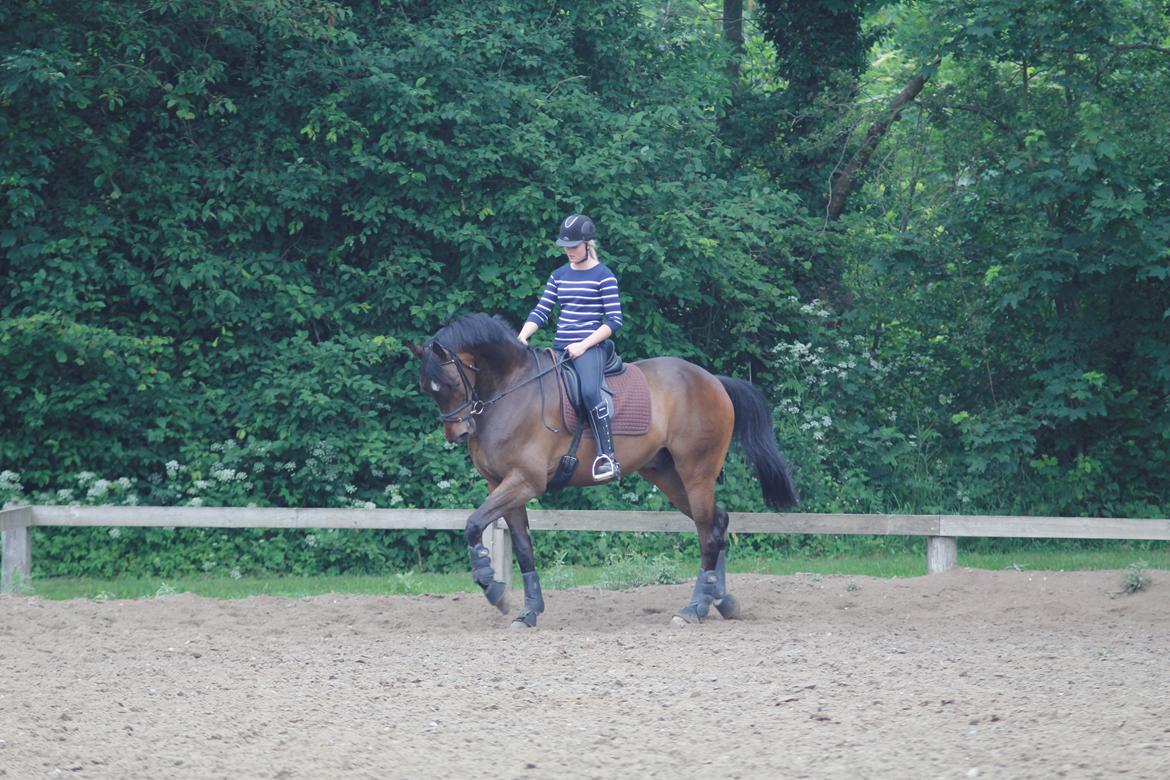 Dansk Varmblod Kristines Alakazam billede 12