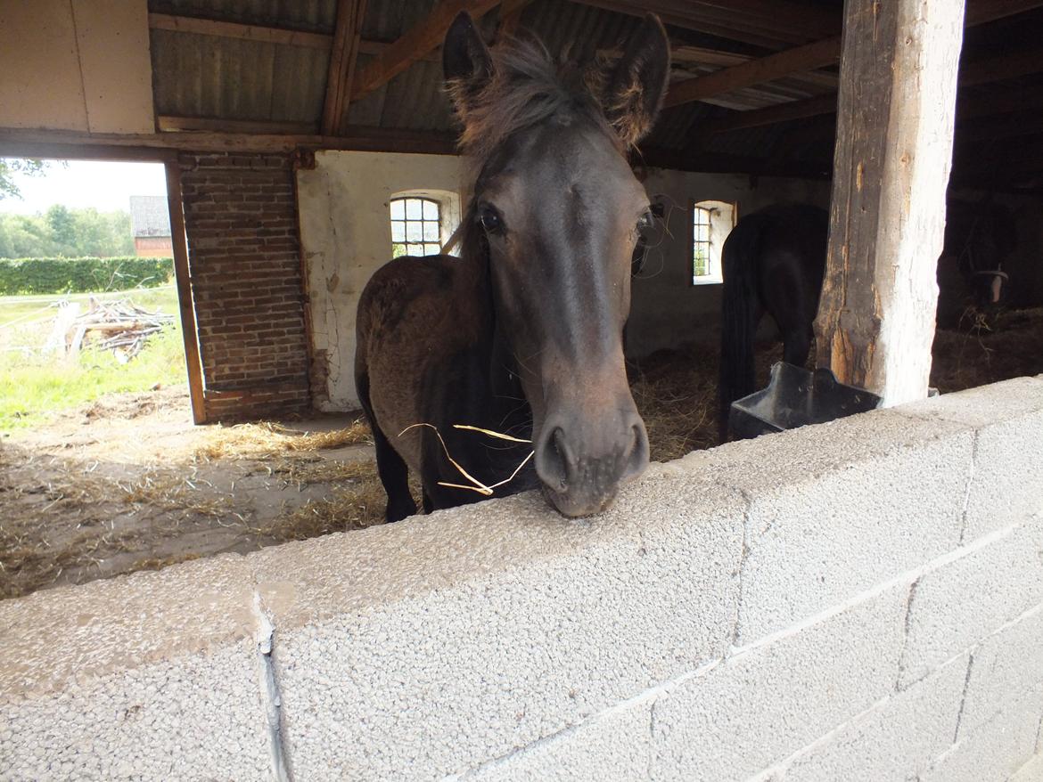 Anden særlig race Beauty billede 1