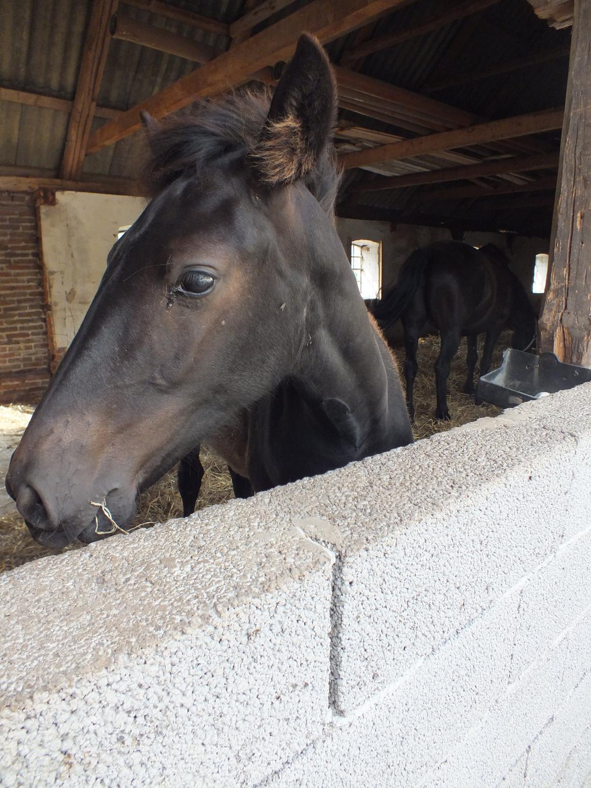 Anden særlig race Beauty billede 2