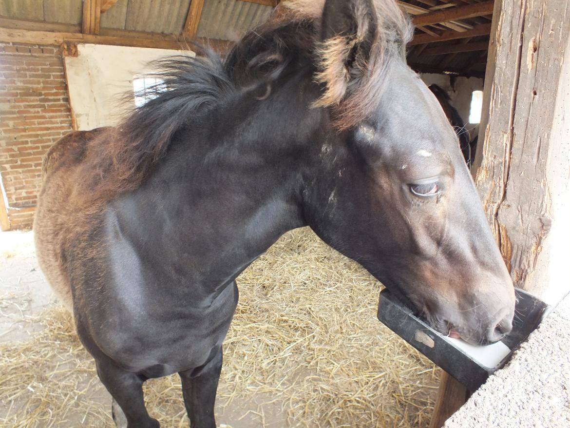 Anden særlig race Beauty billede 3