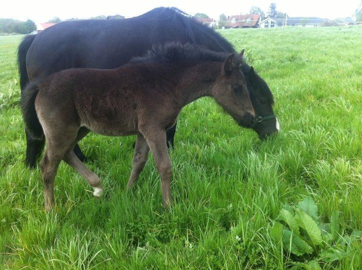 Anden særlig race Beauty billede 4