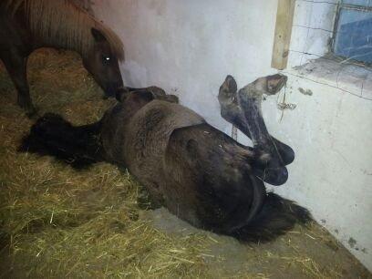 Anden særlig race Beauty - Tager lige en lur!  billede 5