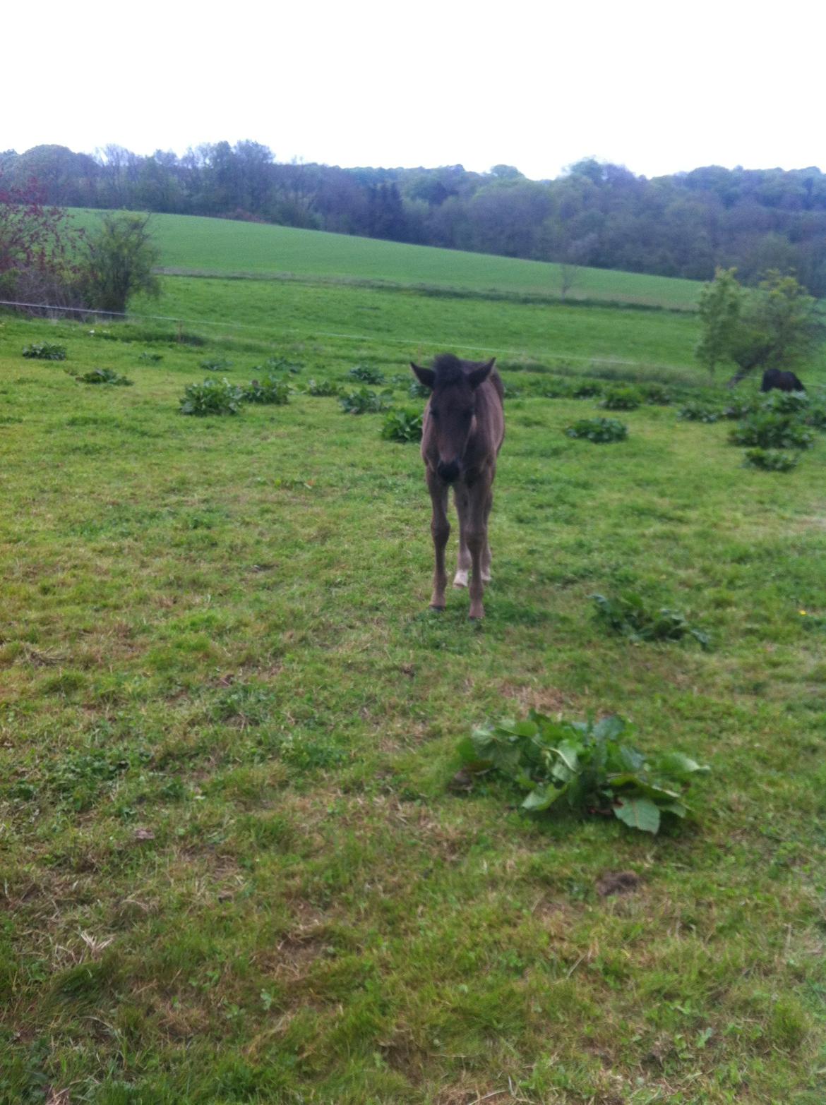 Anden særlig race Beauty billede 6
