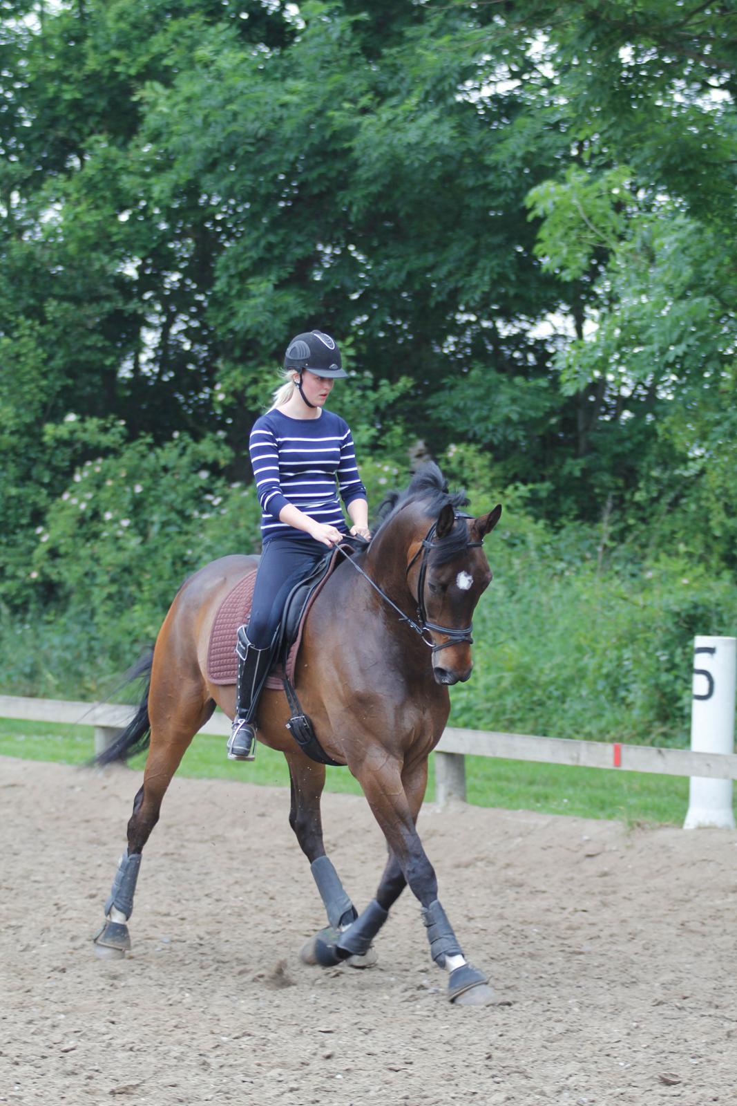 Dansk Varmblod Kristines Alakazam billede 13