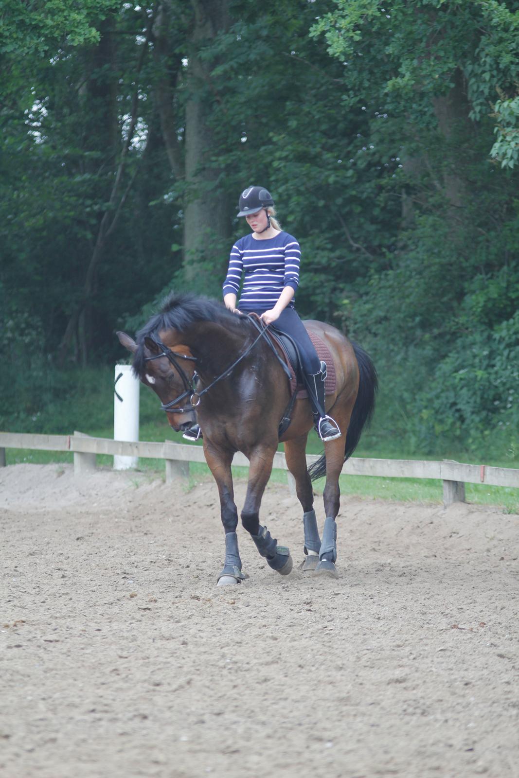 Dansk Varmblod Kristines Alakazam billede 14