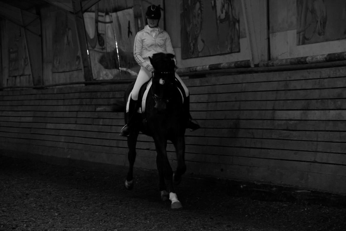 Dansk Varmblod Kristines Alakazam billede 15