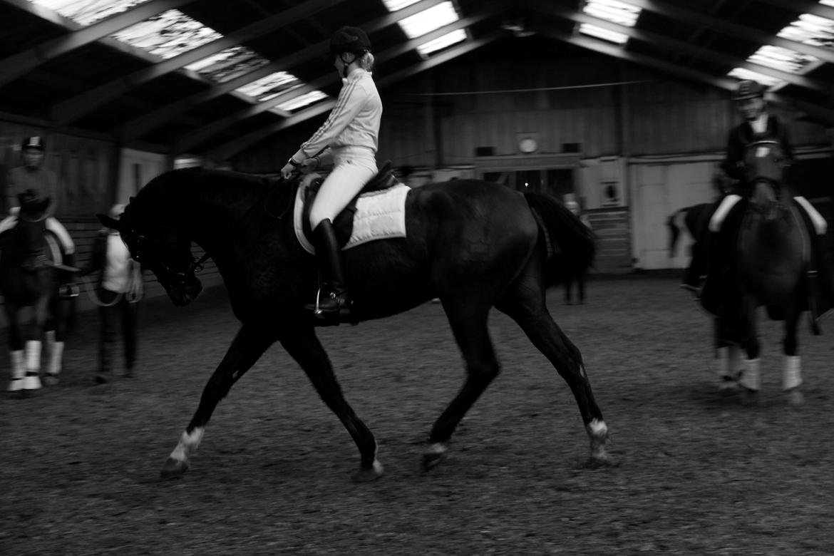 Dansk Varmblod Kristines Alakazam billede 16