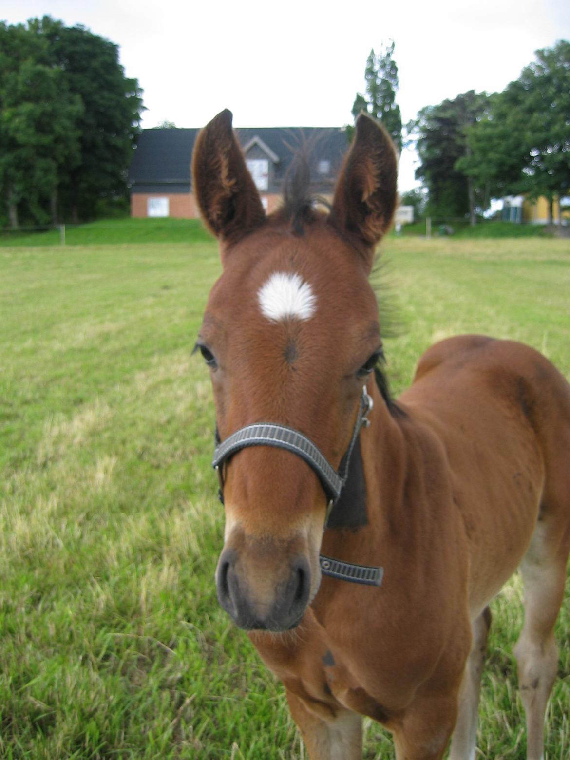 Dansk Varmblod Believe In Me billede 14