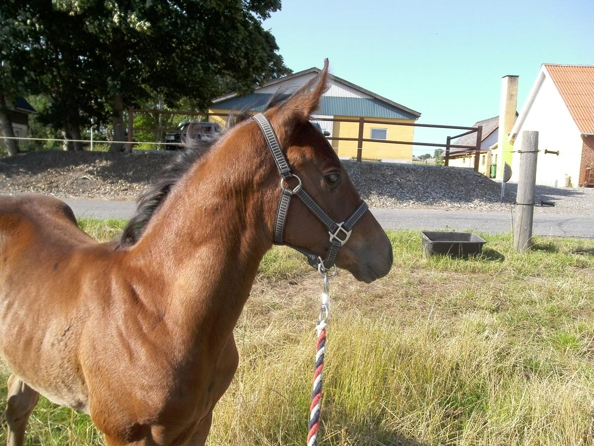 Dansk Varmblod Believe In Me billede 15