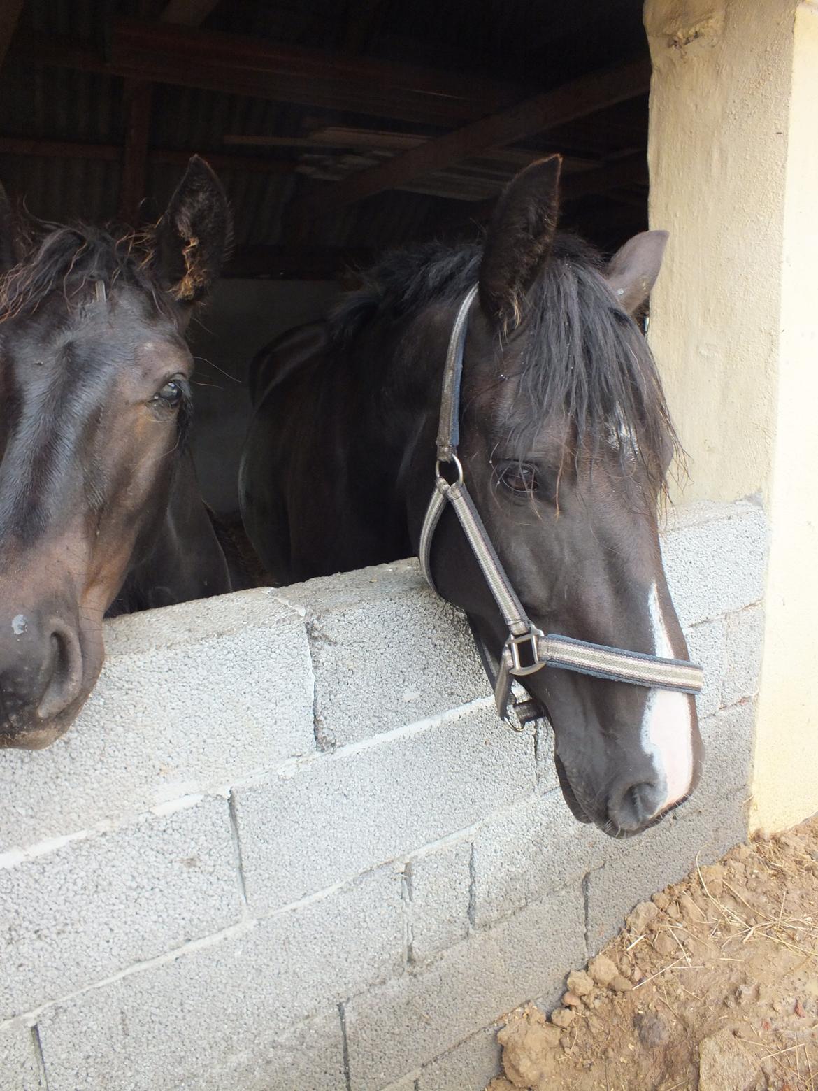 Anden særlig race Beauty billede 7
