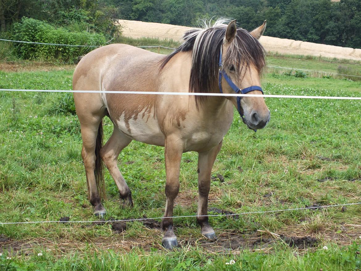 Anden særlig race Mille billede 4