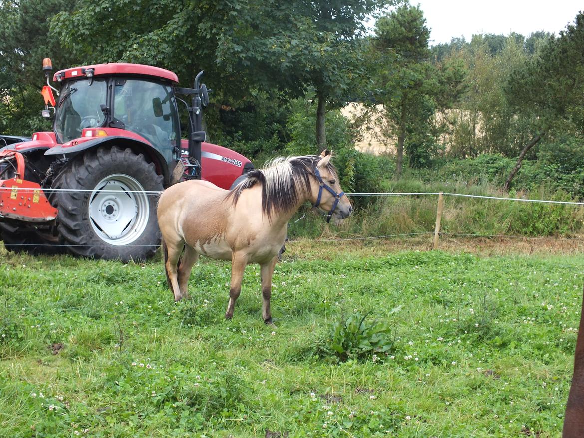Anden særlig race Mille - lige da vi havde fået hende hjem.  billede 6
