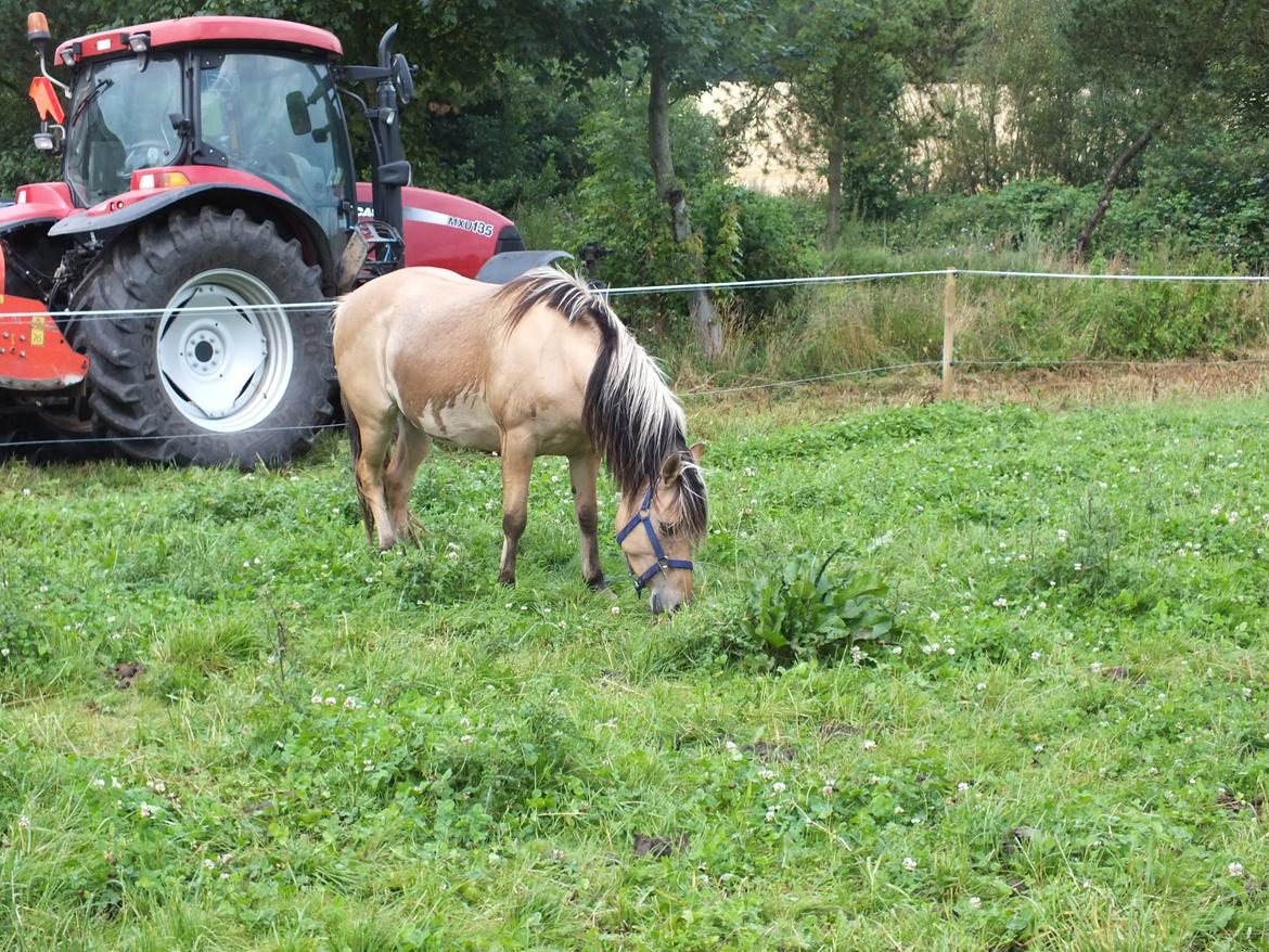 Anden særlig race Mille billede 7
