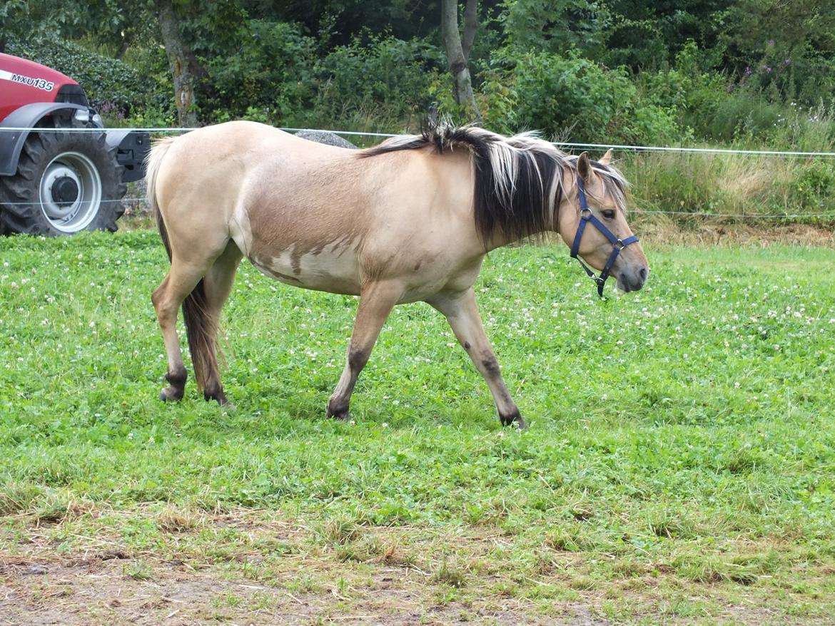 Anden særlig race Mille billede 8